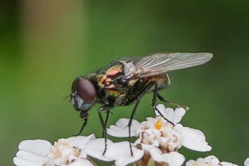 Lucilia sp.