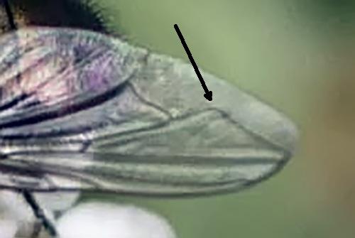 Lucilia sp.
