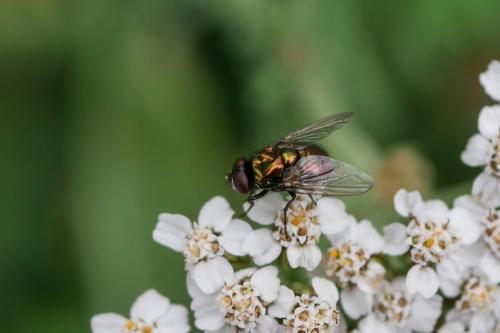 Lucilia sp.