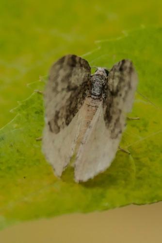 Epirrita sp.