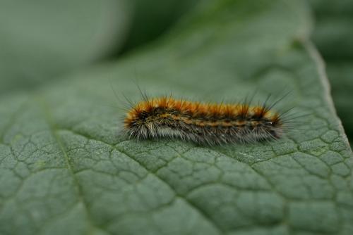 Réf. 333 175 : Rhyparia purpurata