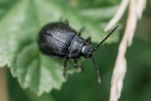Galerucinae