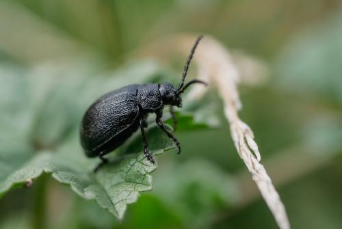 Galerucinae