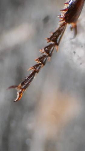 Amara eurynota