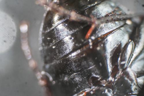 Amara eurynota