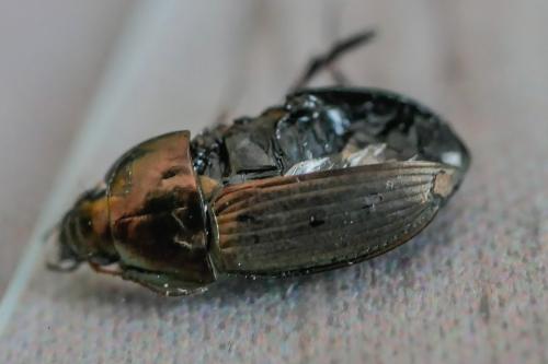 Amara eurynota