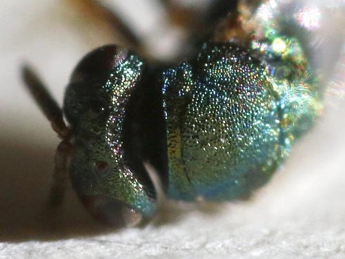 Cecidostiba fungosa