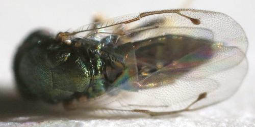 Cecidostiba fungosa
