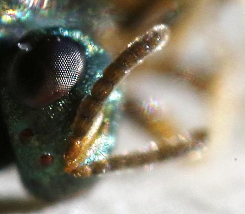 Cecidostiba fungosa