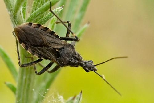 Réf. 333 690 : Coranus kerzhneri