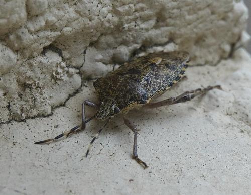 Rhaphigaster nebulosa