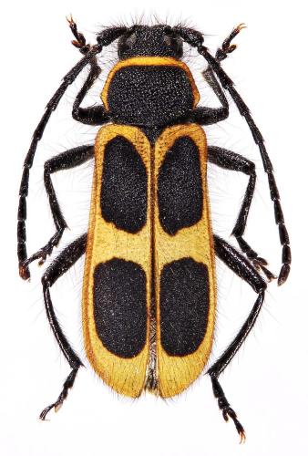 Réf. 333 166 : Calchaenesthes oblongomaculata