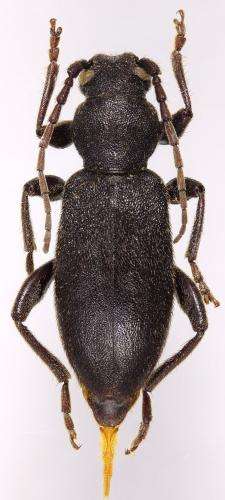 Drymochares cavazzutii