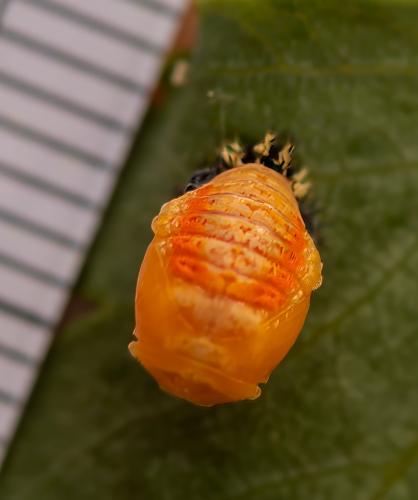 Réf. 333 720 : Harmonia axyridis