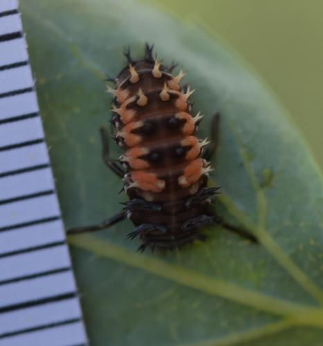 Harmonia axyridis