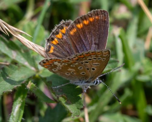 Réf. 333 737 : Polyommatus icarus