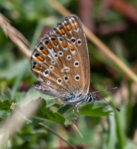 Réf. 333 736 : Polyommatus icarus