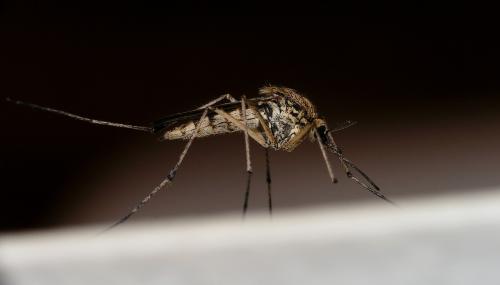 Réf. 333 490 : Aedes sp.