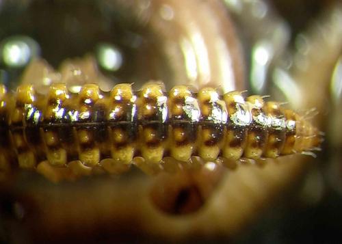 Helvetiosoma helveticum