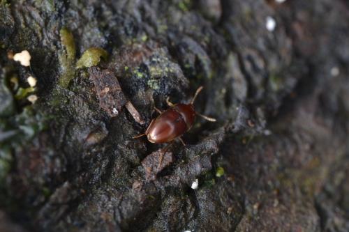Parabathyscia wollastoni