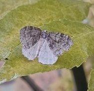 Epirrita sp.