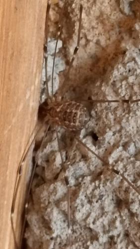 Leiobunum religiosum