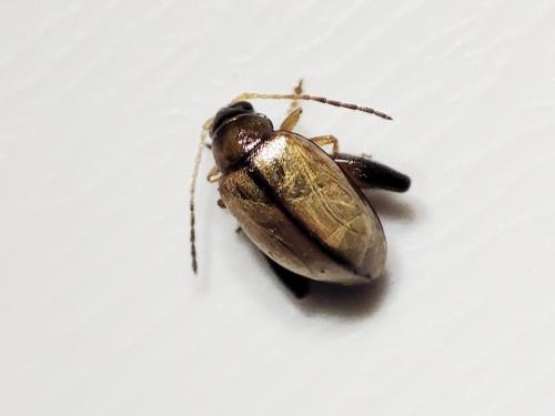 Réf. 333 195 : Longitarsus sp.