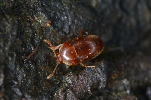 Réf. 333 196 : Parabathyscia wollastoni