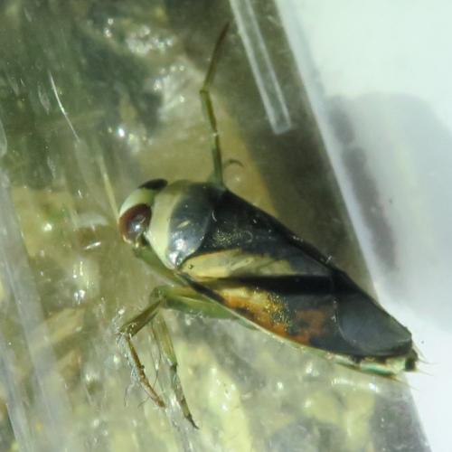 Notonecta meridionalis