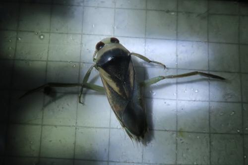 Notonecta meridionalis