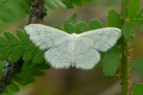 Scopula floslactata