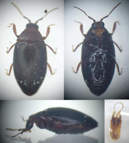 Chelonarium sp.