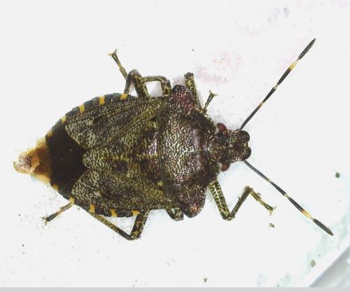 Réf. 333 971 : Troilus luridus