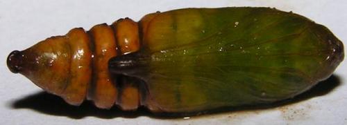 Réf. 333 885 : Cucullia absinthii