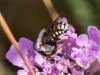 333881 – Photo : Danièle Tixier-Inrep – France (30)