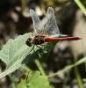 333260 – Photo : Magne Michel – France (65)