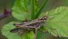 333555 – Photo : Christian Berquer – France (50)