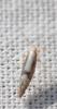 333603 – Photo : Christian Berquer – France (50)
