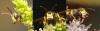 333257 – Photo : Damien GRILLIERE – France (15)