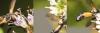 333650 – Photo : Damien GRILLIERE – France (15)