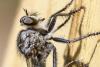 333482 – Photo : Pierre PAILLUSSEAU – France (33)