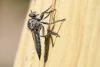 333481 – Photo : Pierre PAILLUSSEAU – France (33)