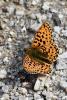 333450 – Photo : Michel Mathieu – France (48)