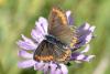 333103 – Photo : Michel Mathieu – France (34)