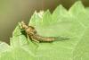 333231 – Photo : Michel Mathieu – France (34)