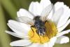 333347 – Photo : Michel Mathieu – France (34)