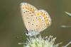 333169 – Photo : Bernard Saquet – Autriche