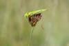 333174 – Photo : Bernard Saquet – Autriche