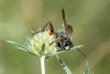 333410 – Photo : Bernard Saquet – Autriche