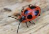 333269 – Photo : Christian Berquer – France (05)